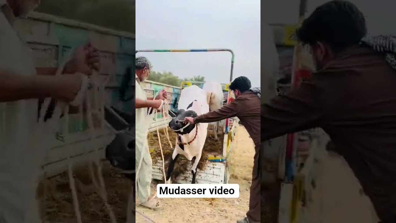 unloading fathjangi bull #love #cow #cattleworld #cattlemarket #cowmandi2025 #bull