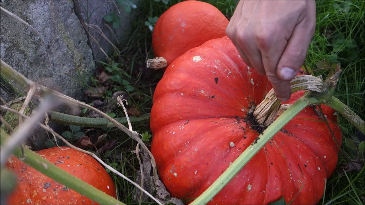 20- Quand r&eacute;colter les courges et les potirons ?
