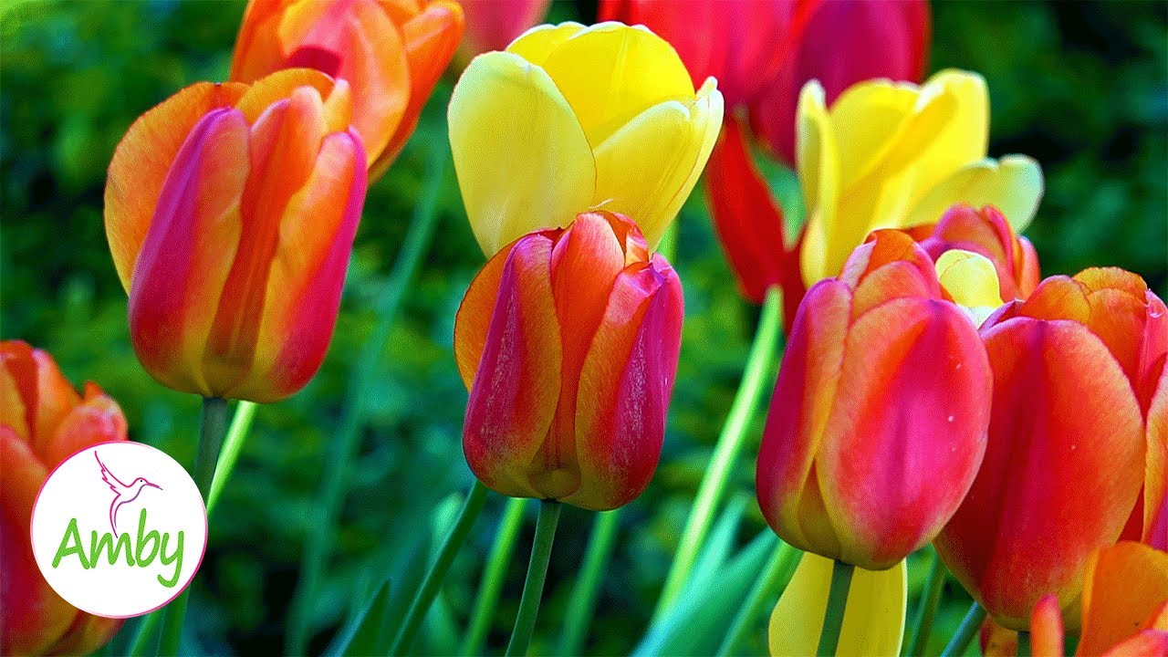 Tulips Flowers And Relaxation Music For Meditation Relax Sleep RELAXING MUSIC HD 1080P Screensaver