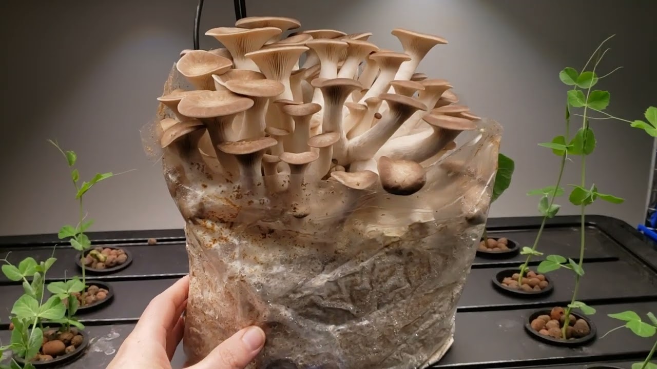 Black King Oyster Mushroom Harvest