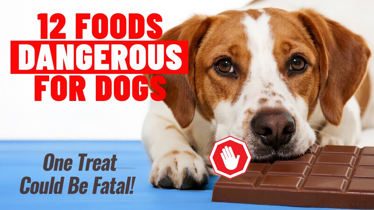 12 ПРОДУКТОВ, ОПАСНЫХ ДЛЯ СОБАК ❤️🐶 Одно лакомство может оказаться смертельным!