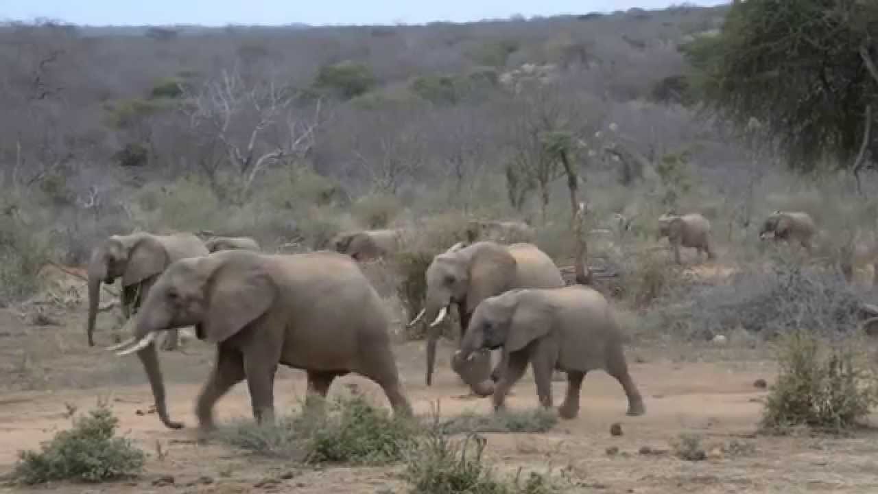 David Sheldrick Wildlife Trust at Ithumba