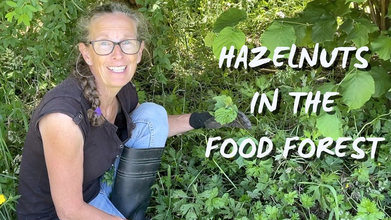 Supporting Hazelnuts in my Permaculture Food Forest