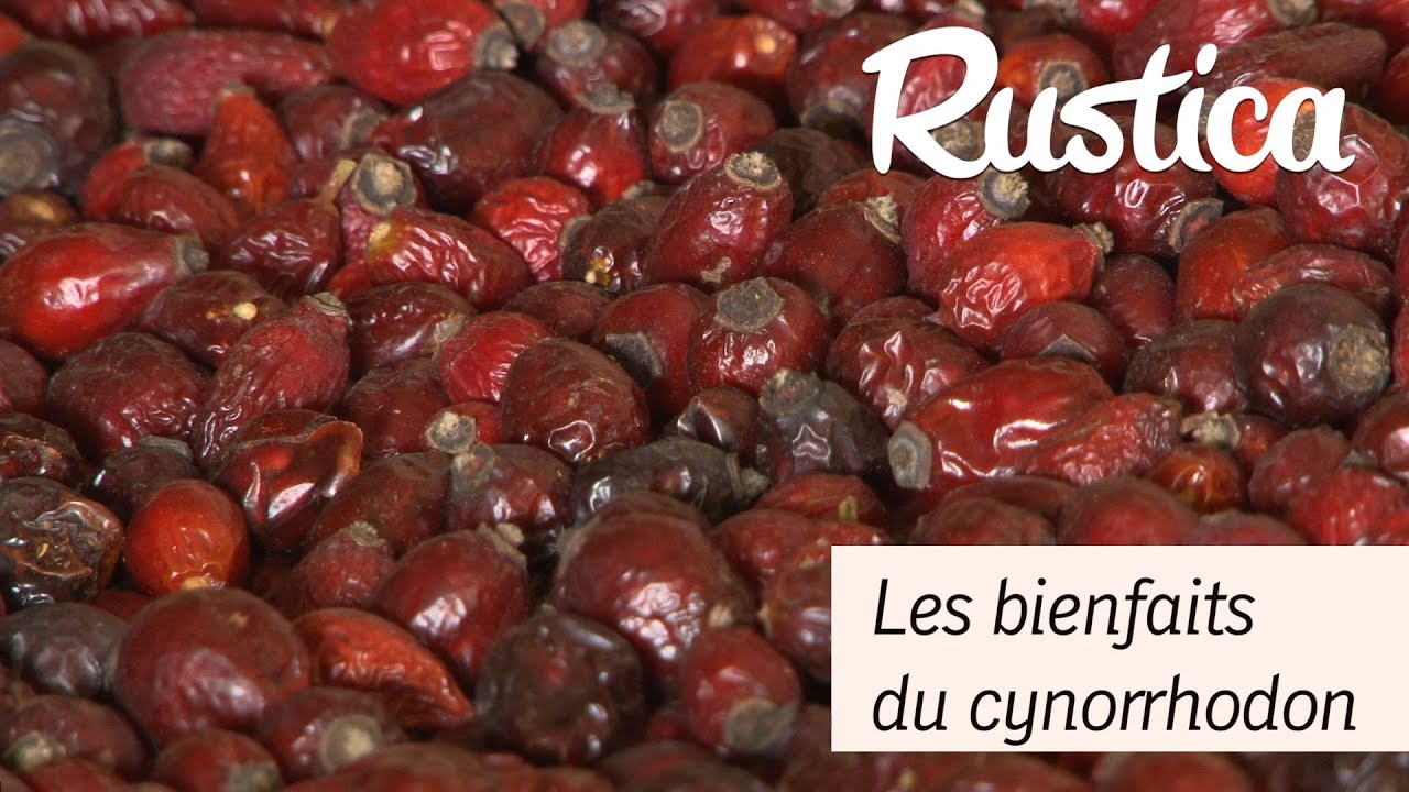 Comment profiter des bienfaits du cynorrhodon