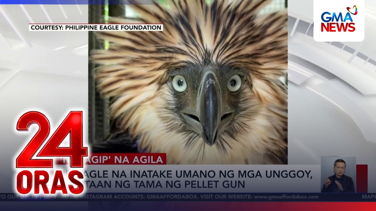 PH Eagle na inatake umano ng mga unggoy, nakitaan ng tama ng pellet gun | 24 Oras
