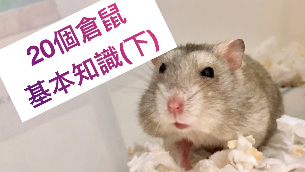 20個關於倉鼠的基本知識(下集)