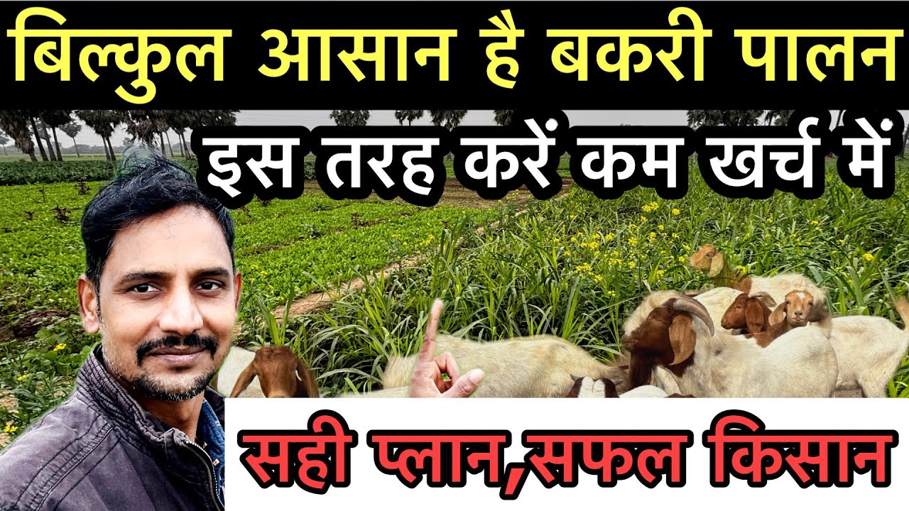 कम खर्च में बकरी पालन करने का सफल तरीका || goat farming in low cost 