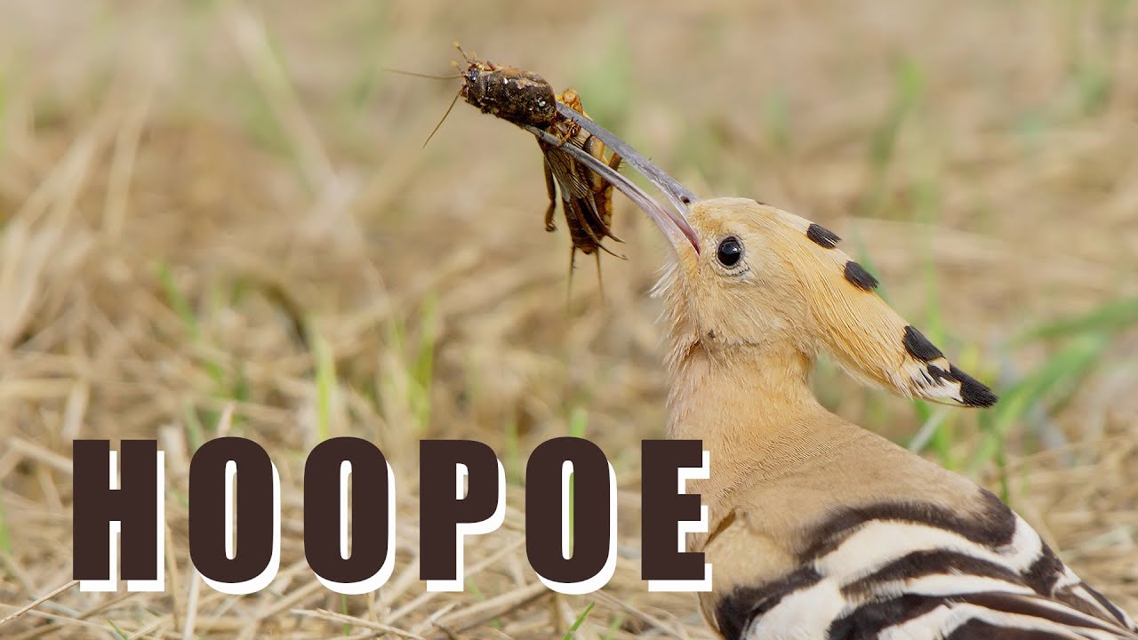 HOOPOE birds hunt MOLE CRICKET, bird sounds in spring