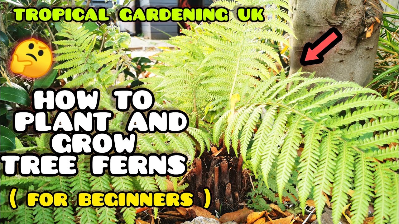 A Beginners Guide to Growing TREE FERNS 🌴 ( dicksonia Antarctica ) Tropical Style Gardening UK