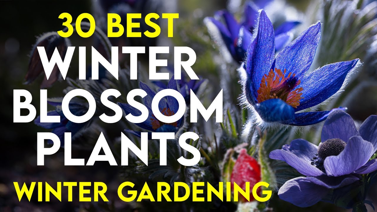 30 Best winter flowering plants in India | winter flowers name | perennial winter flower plants