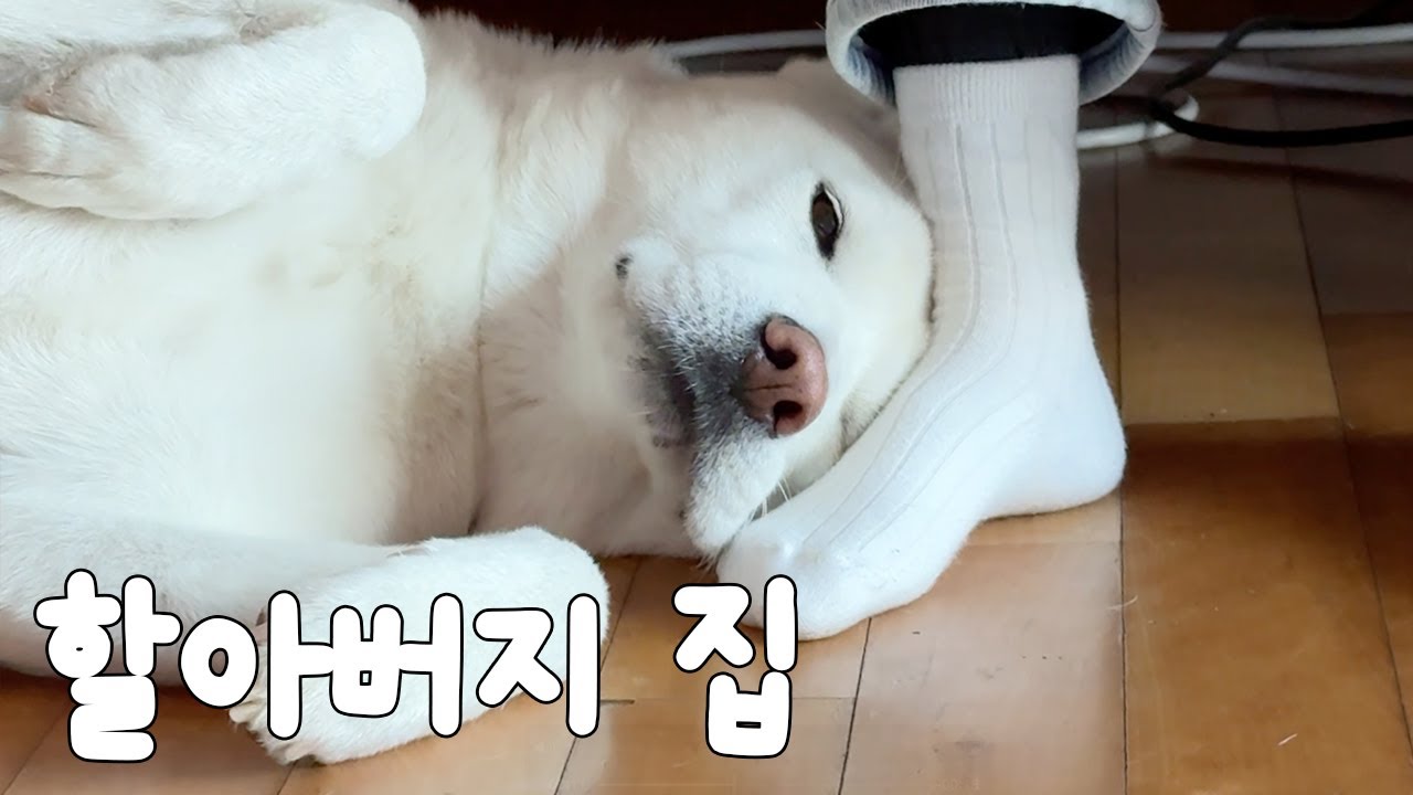 아빠가 자라던 본가에 간 이레네, 엄마가 시댁을 사랑하게 된 이유 (진돗개 이레)