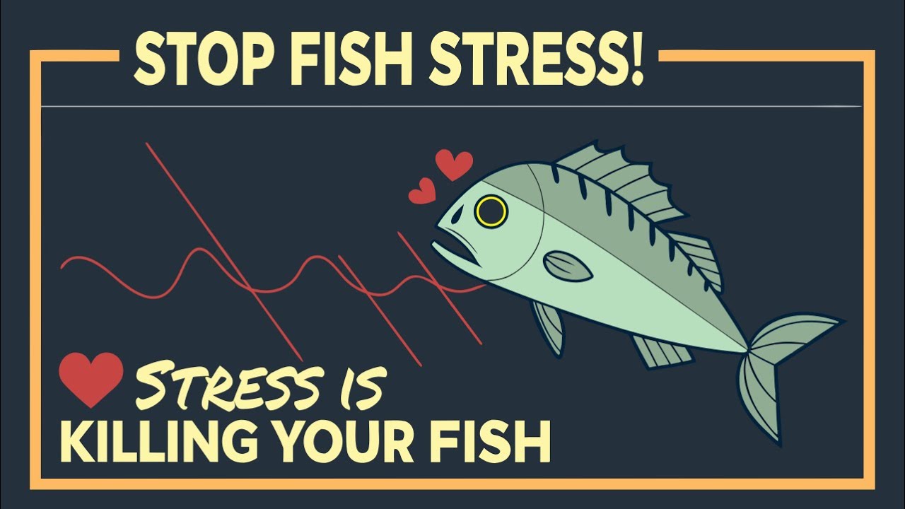 How Stress Causes Fish Disease | Healthy Aquarium Guide