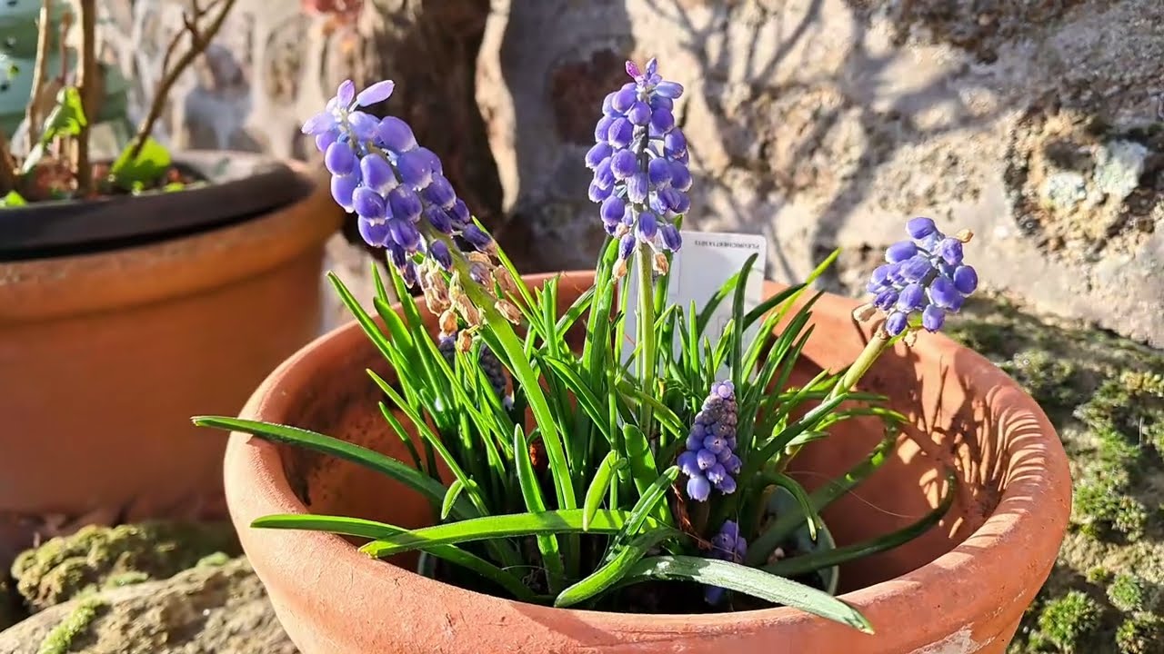 С Новым годом от нас вам!