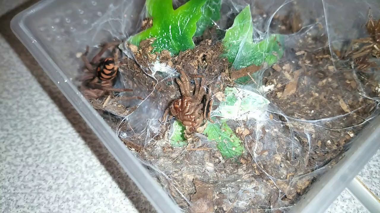 Super late Christmas Feeding!