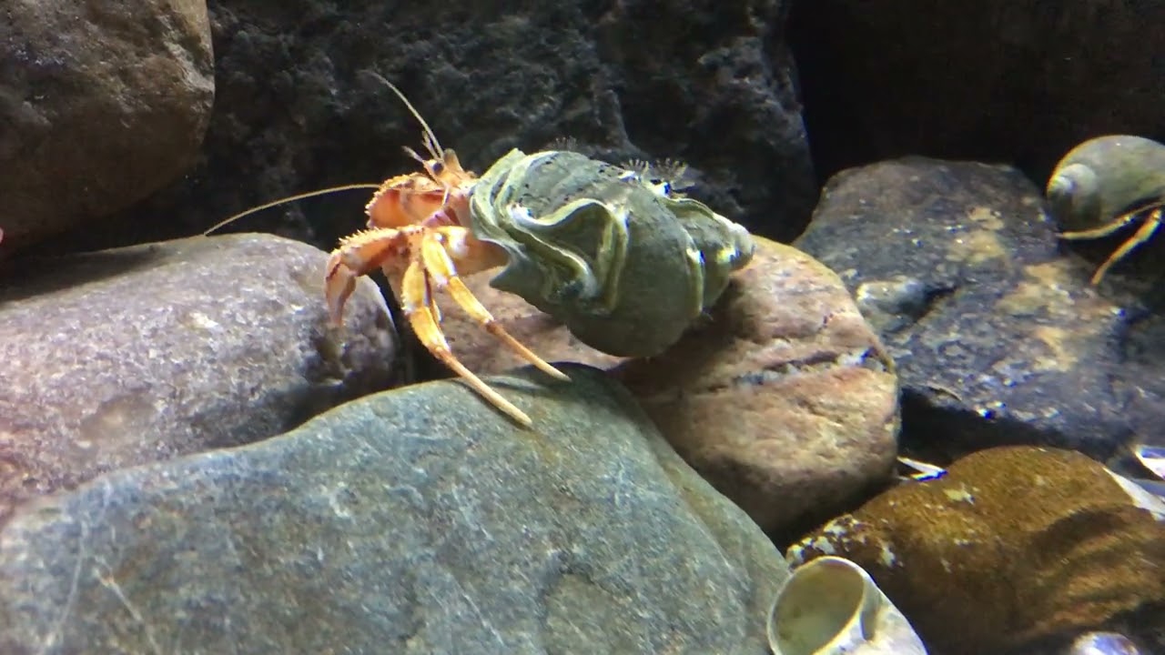 Hermit crabs in an aquarium.