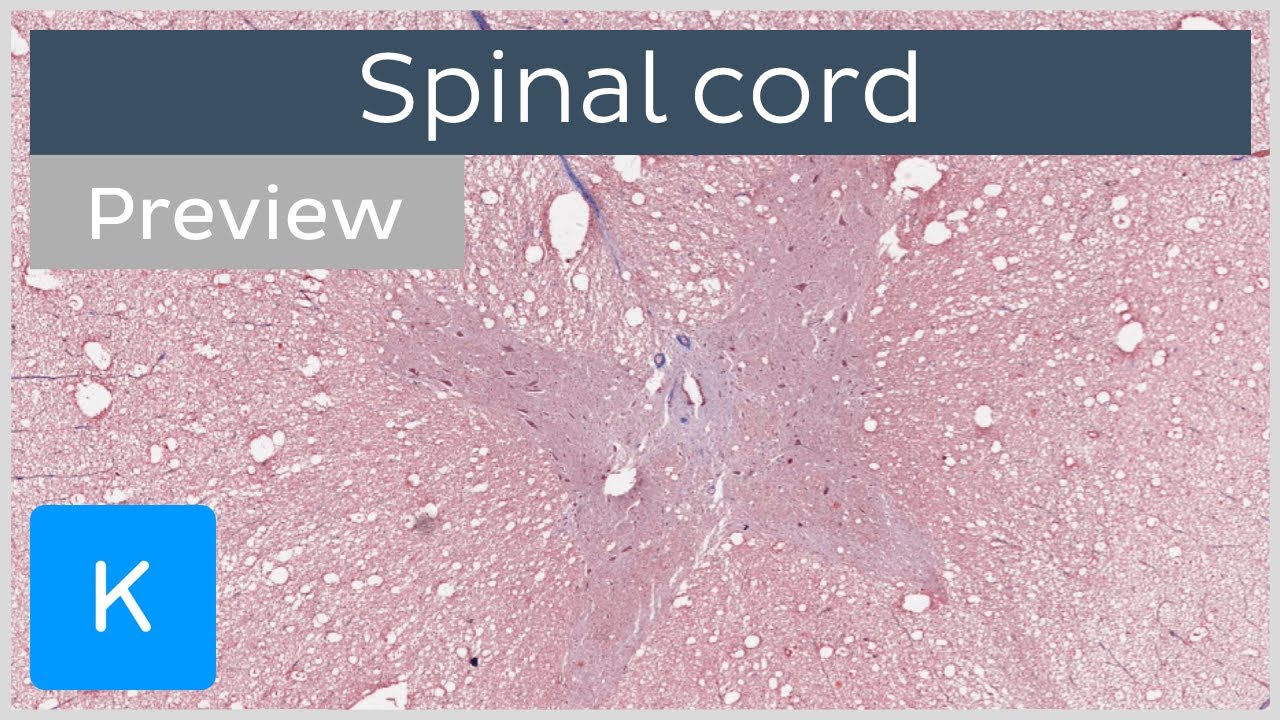 Spinal cord (preview) - Human Histology | Kenhub