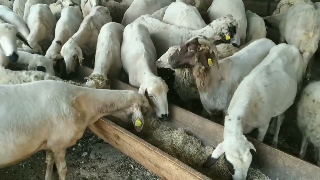 Soya Fasulyesi Samanı #soyabean #soya #yem #hayvanbesleme #protein #youtube #sheep#cheap #koyunculuk