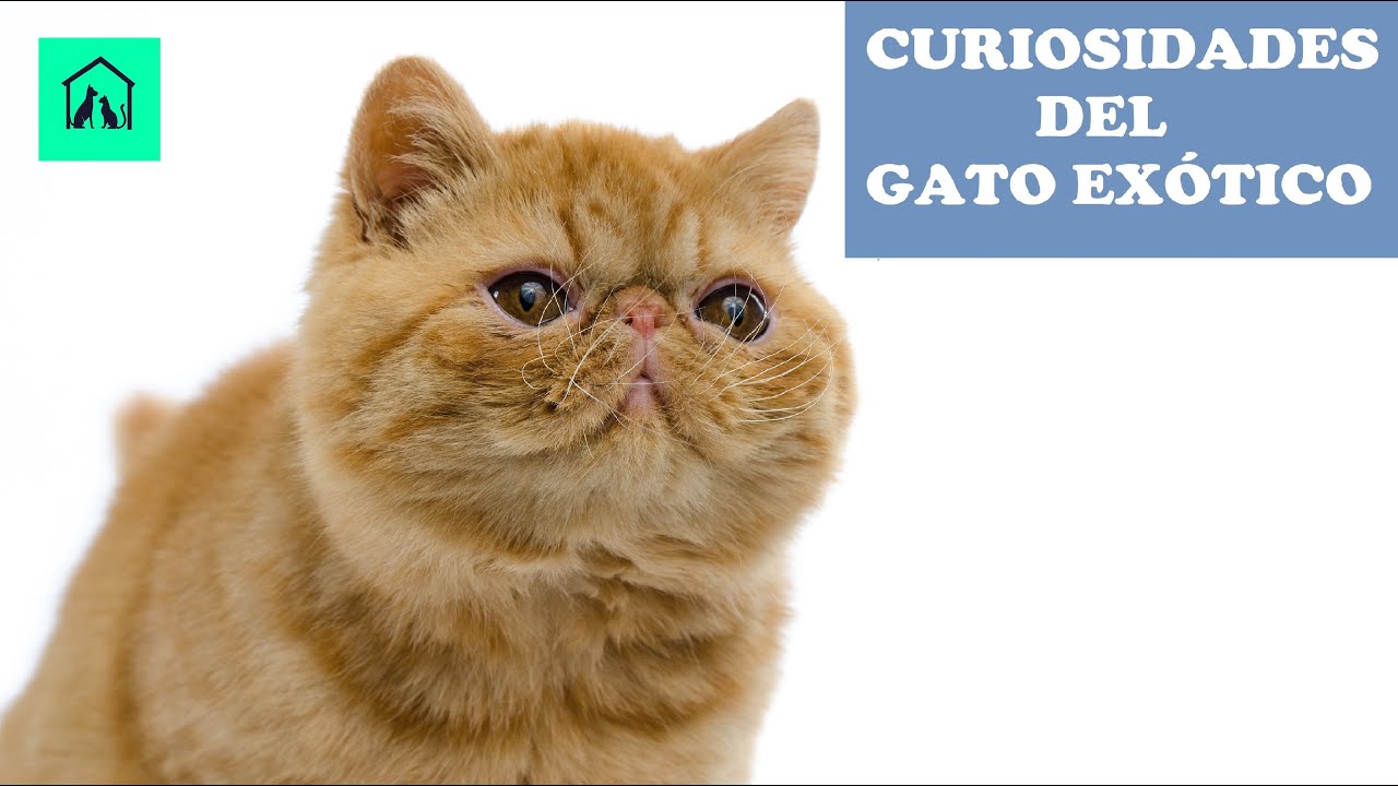 CURIOSIDADES DEL GATO EXÓTICO