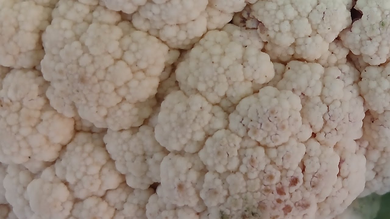 ውዶቼ መጣሁ
