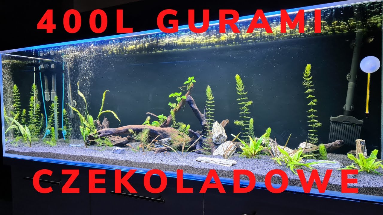 🐟 GURAMI CZEKOLADOWE🐟 400L OPTI-WHITE 🐟