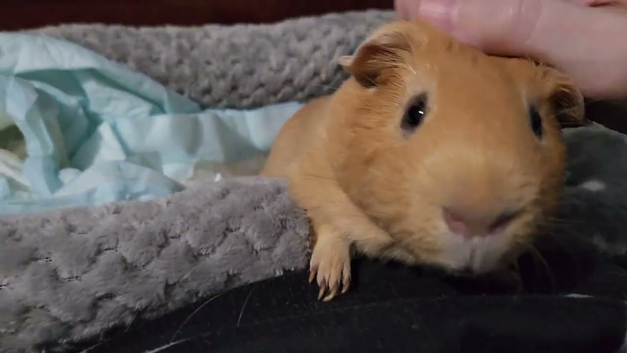 Biscuit pets