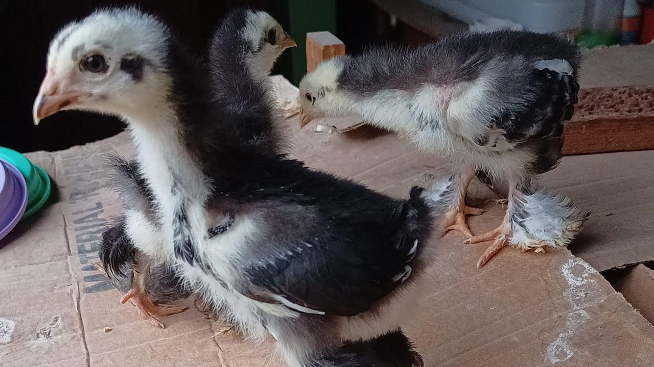 Live dando ração para aves venha ver se inscreva no canal