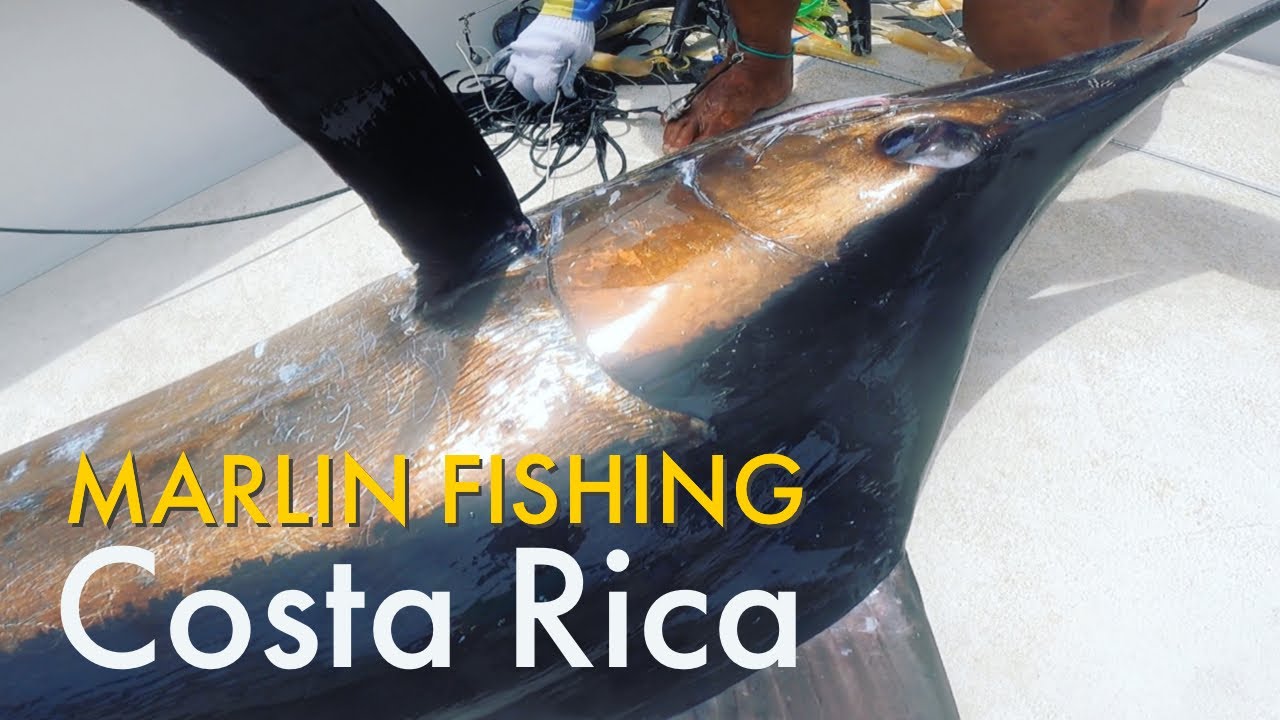 EPIC Bucket List Black Marlin caught offshore fishing in Costa Rica