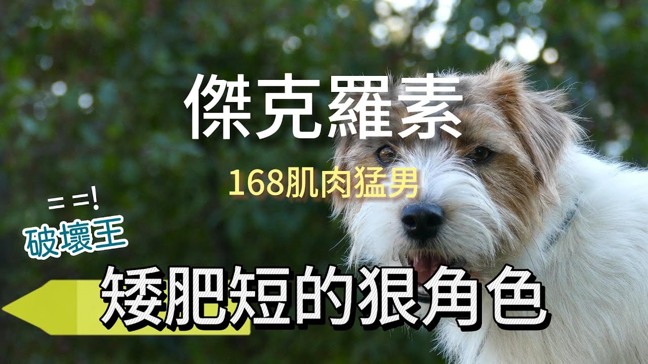 傑克羅素梗!! 可愛但破壞力強.建議從小開始飼養訓練! 一定要做足功課再開始養😉