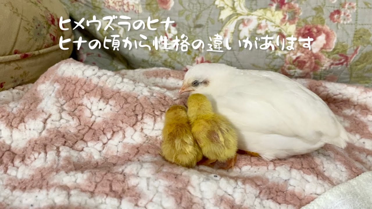ヒメウズラ。ヒナの頃から性格に大きな違いがあります。