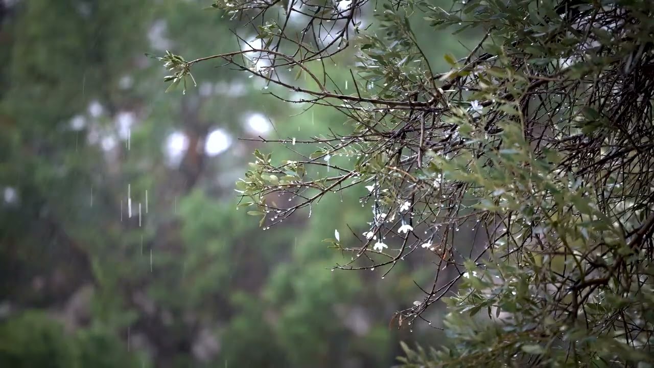 4K Real Rainstorm Sounds | Rain on Trees for Sleep & Relax