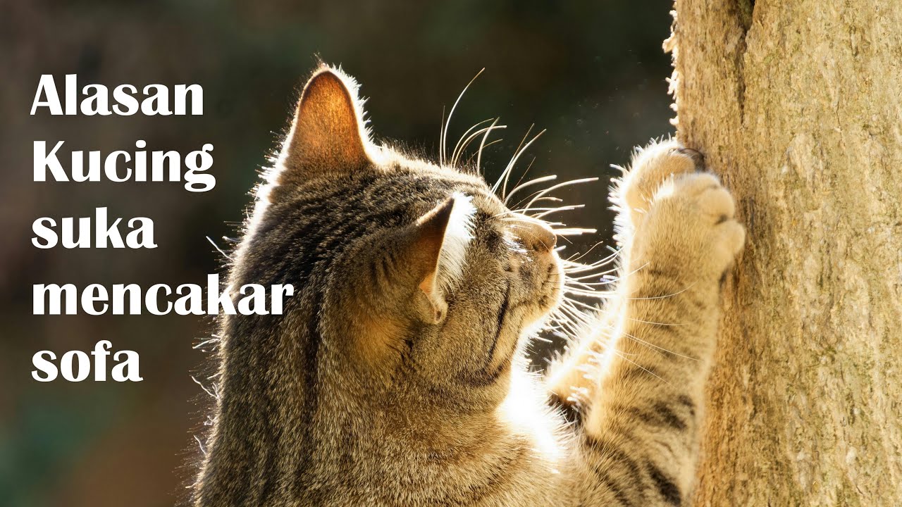 Kenapa Kucing Sering Mencakar Sofa? Inilah Alasan!
