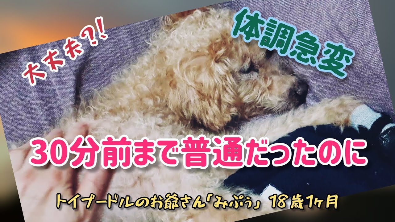 【原因不明】肛門腺絞りから帰宅したみぷぅに突然起きた異変😱の巻