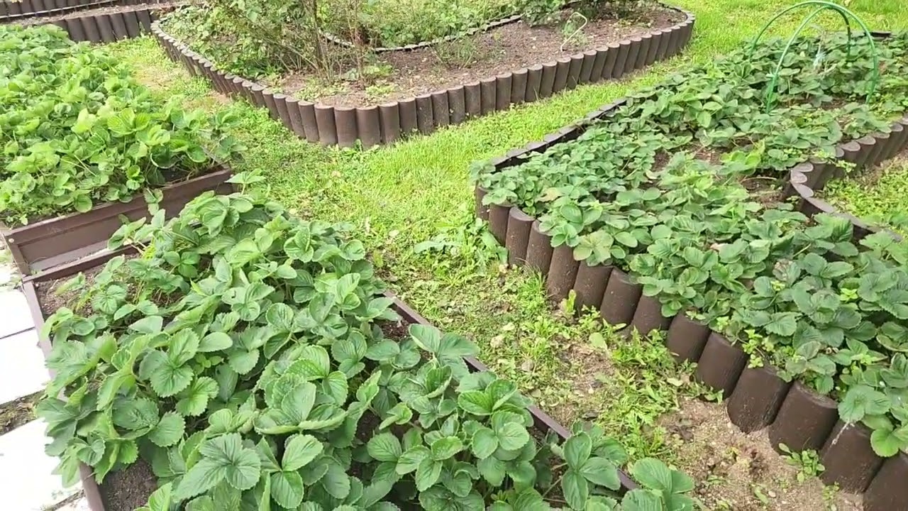 Приехали на дачу, посадка чеснока и лука. 