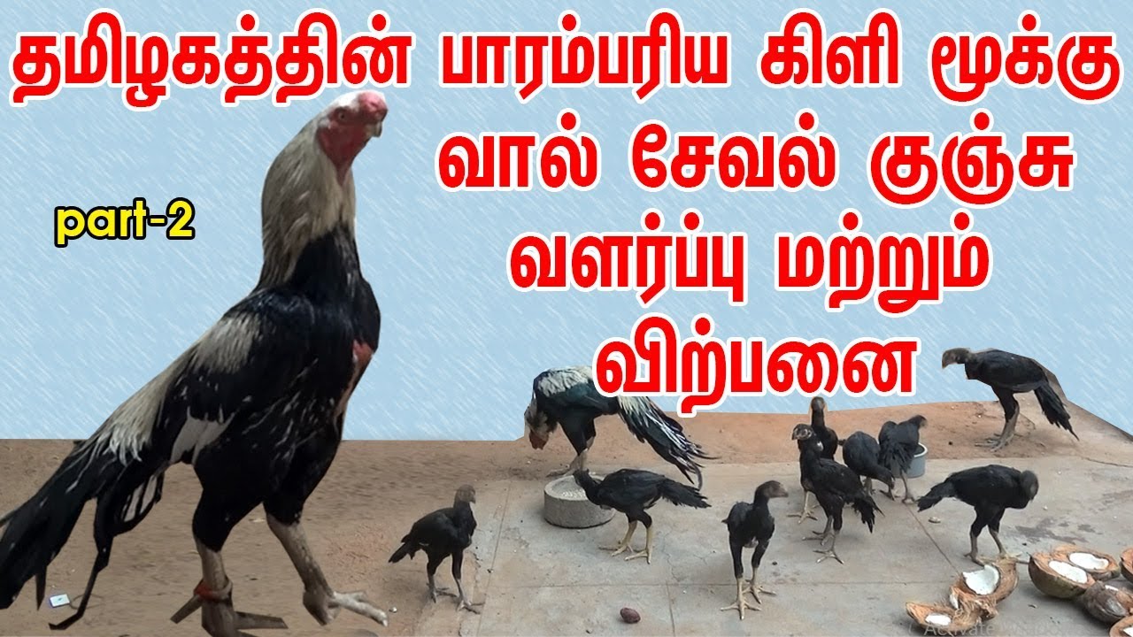 Kili Mooku Vaal Seval | தமிழகத்தின் பாரம்பரிய கிளி மூக்கு வால் சேவல் - Part 2