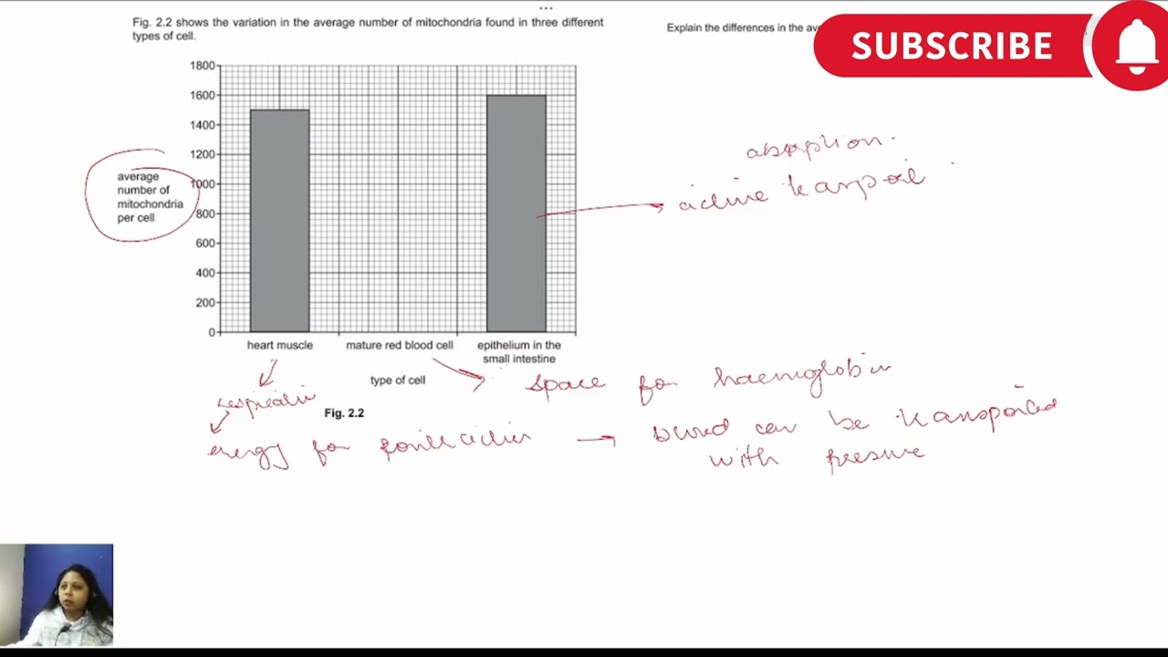 Why Cells Have Different Numbers of Mitochondria  A Level Biology