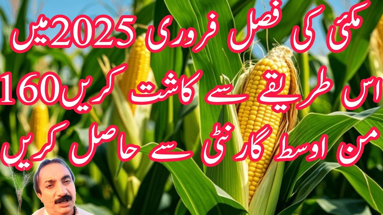 مکئی کی فصل فروری 2025میں اس طریقے سے کاشت کریں160 من اوسط گارنٹی سے حاصل کریں