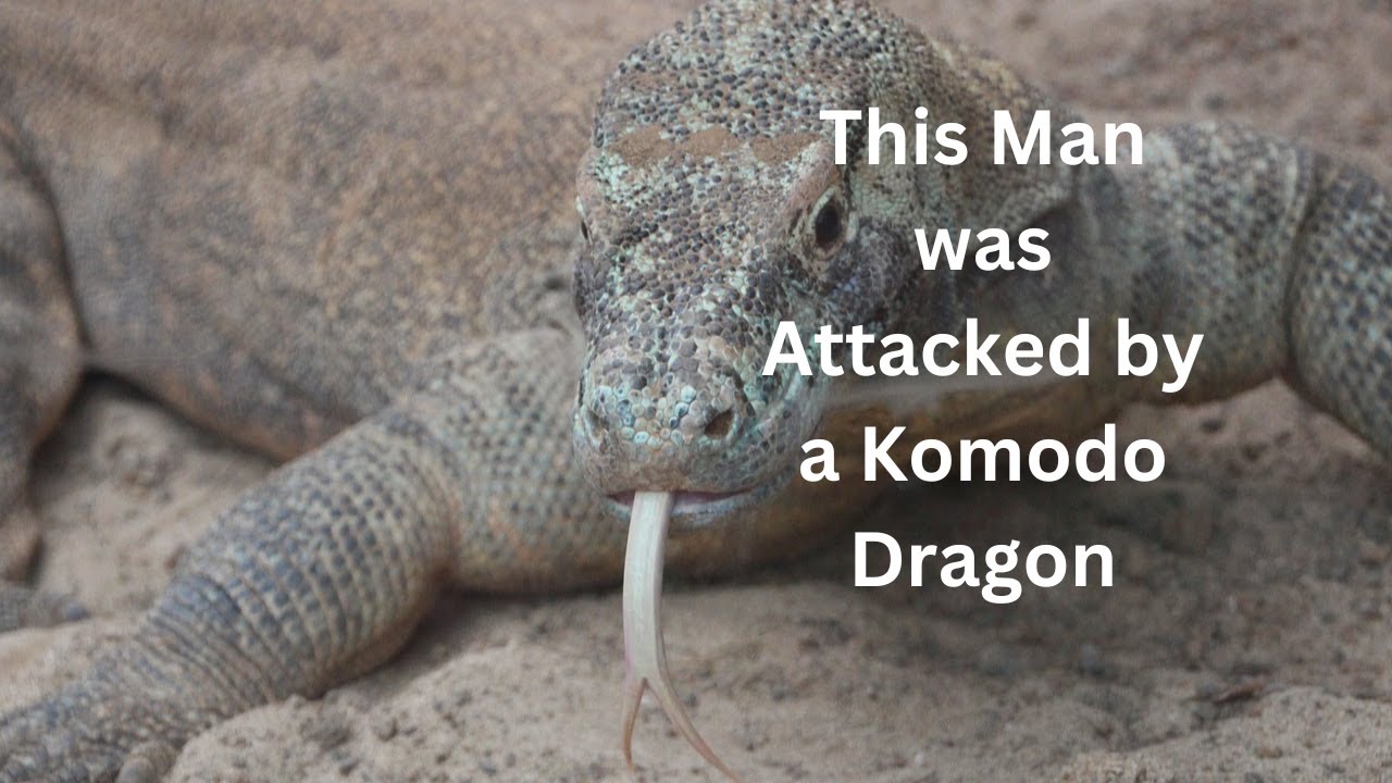 Horror Stories: The Shocking Moment a Komodo Dragon Attacks
