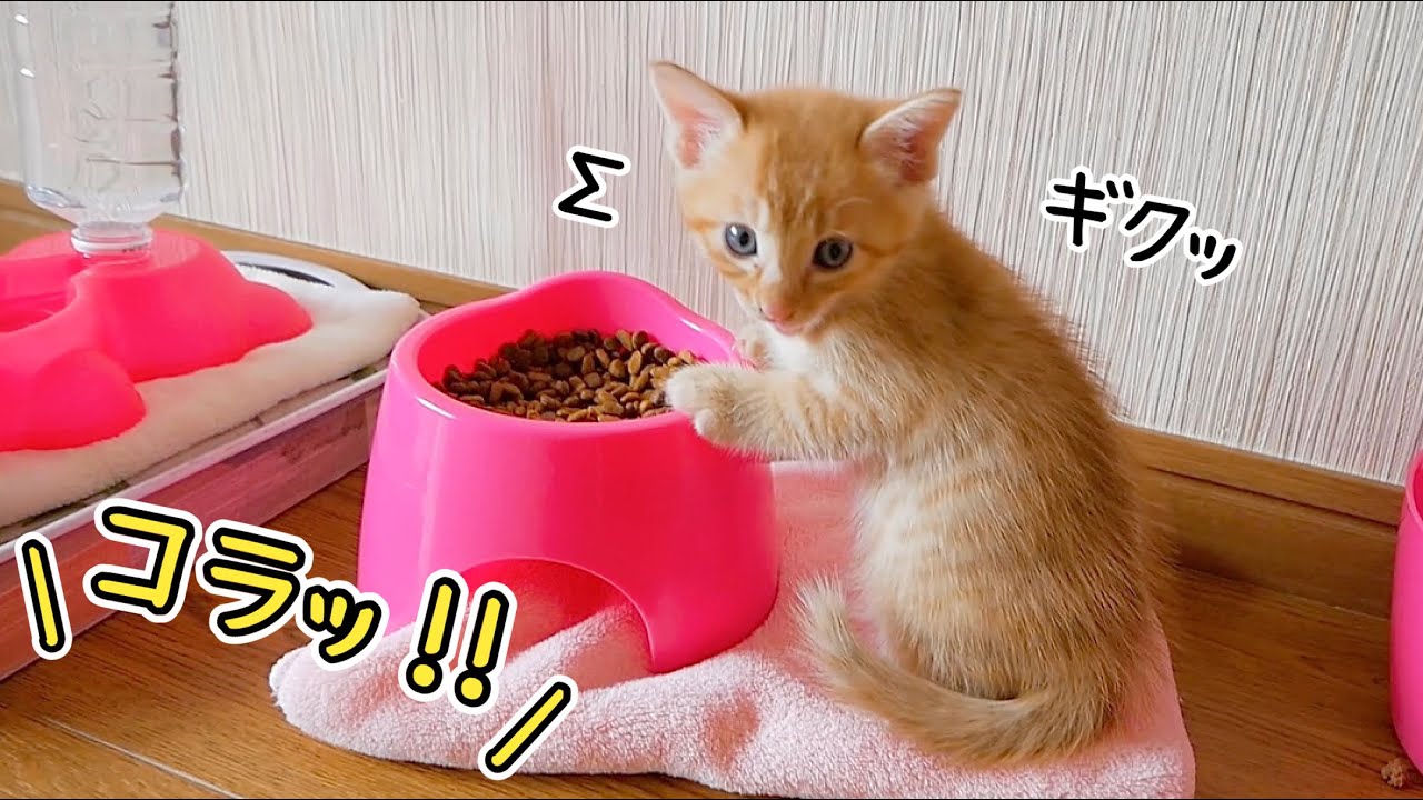 子猫が母猫のごはんを盗み食いしていました...