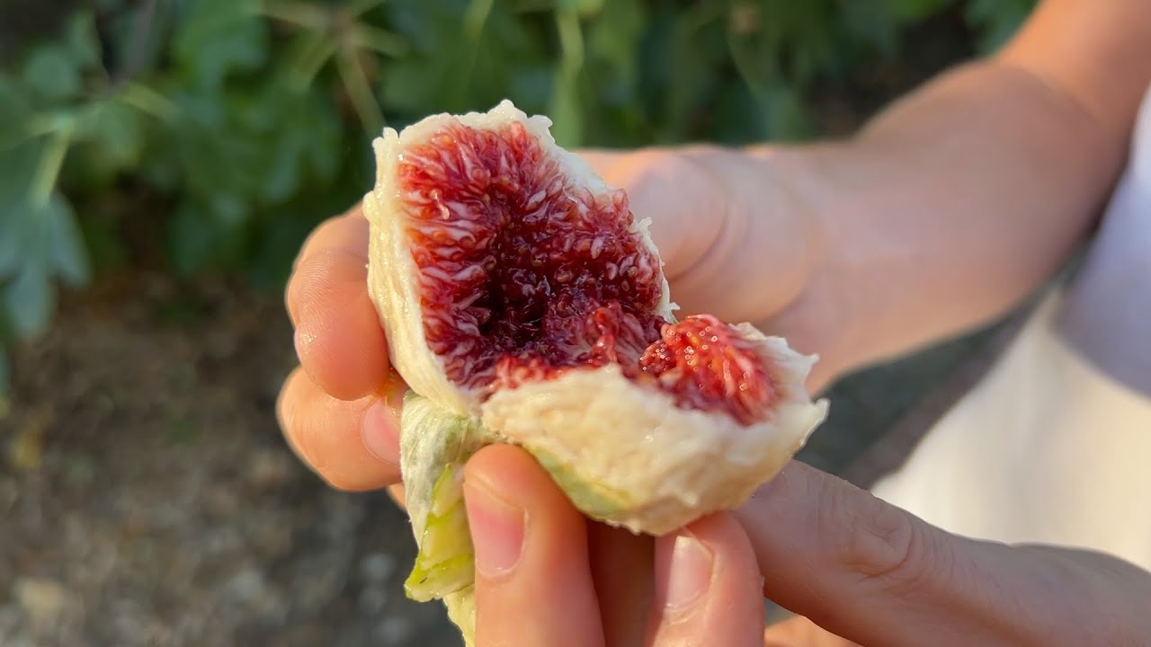 Life on the land... new projects, mountain spring water, figs like jam