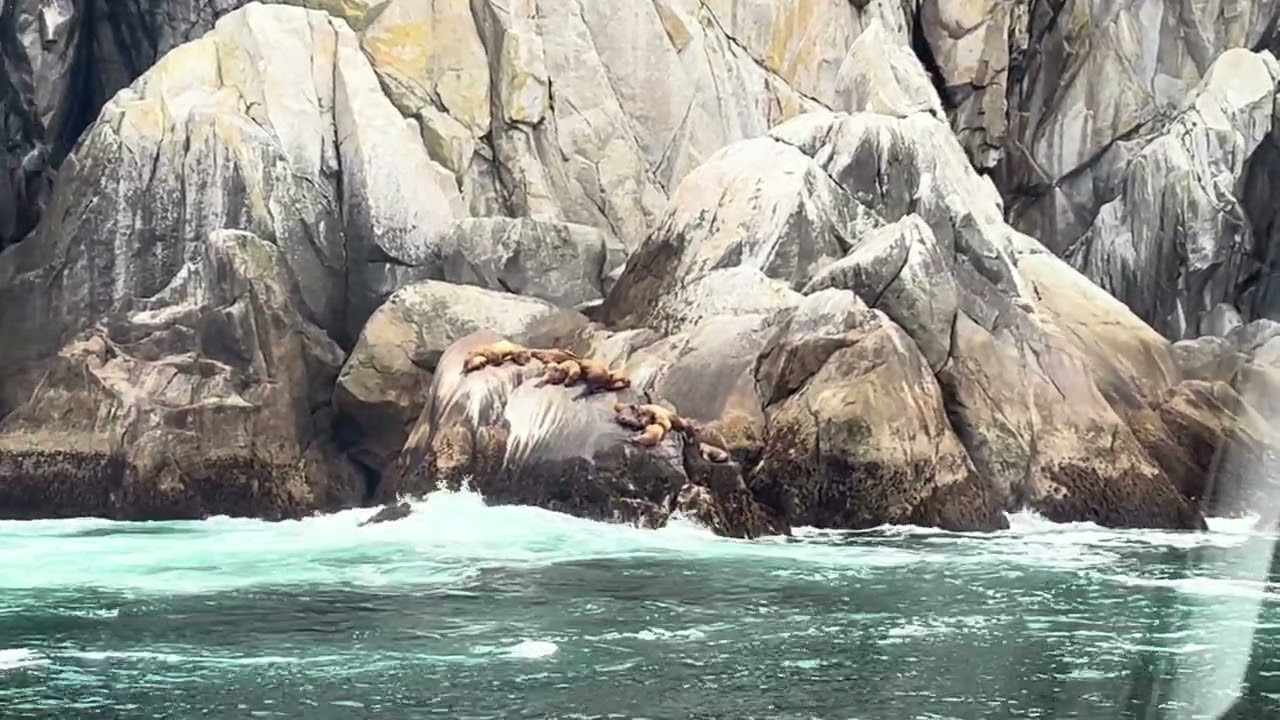 Alaska glaciers cruise2025.8.14