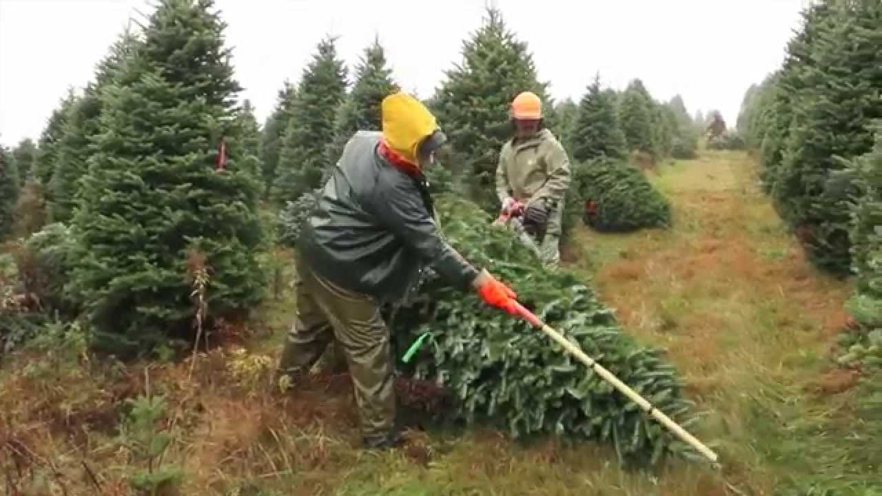 Christmas Tree Production by Valfei