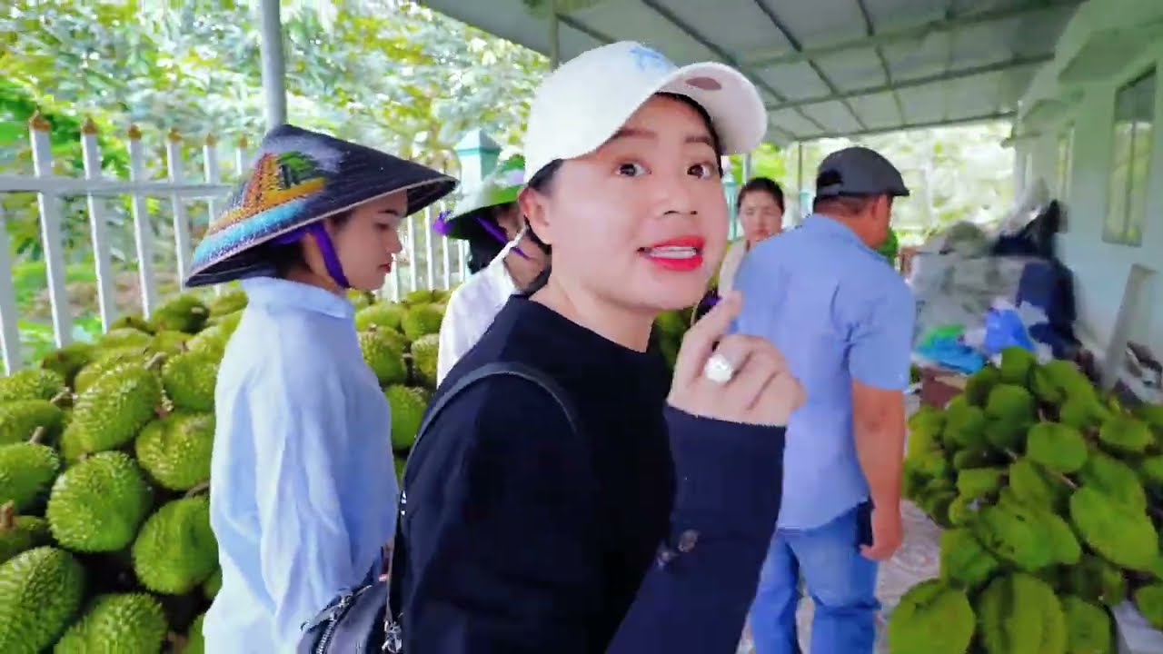 TEAM XUYÊN VIỆT THU HOẠCH 500 TẤN SẦU RIÊNG Ở TIỀN GIANG VỀ LÀO CAI XUẤT KHẨU | TUYÊN XINH GÁI