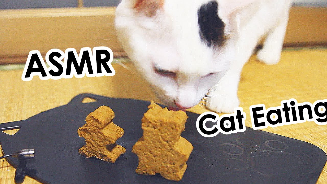 ASMR: Cat Eating  猫の咀嚼音　ドライフード
