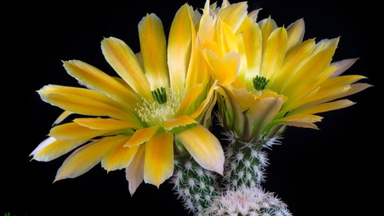 TOP 10 - Pequenos Cactos, Grandes Flores!