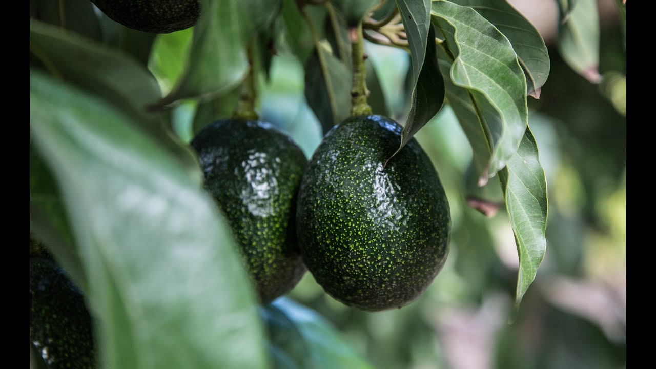 How to Grow Avocados | Mitre 10 Easy As Garden