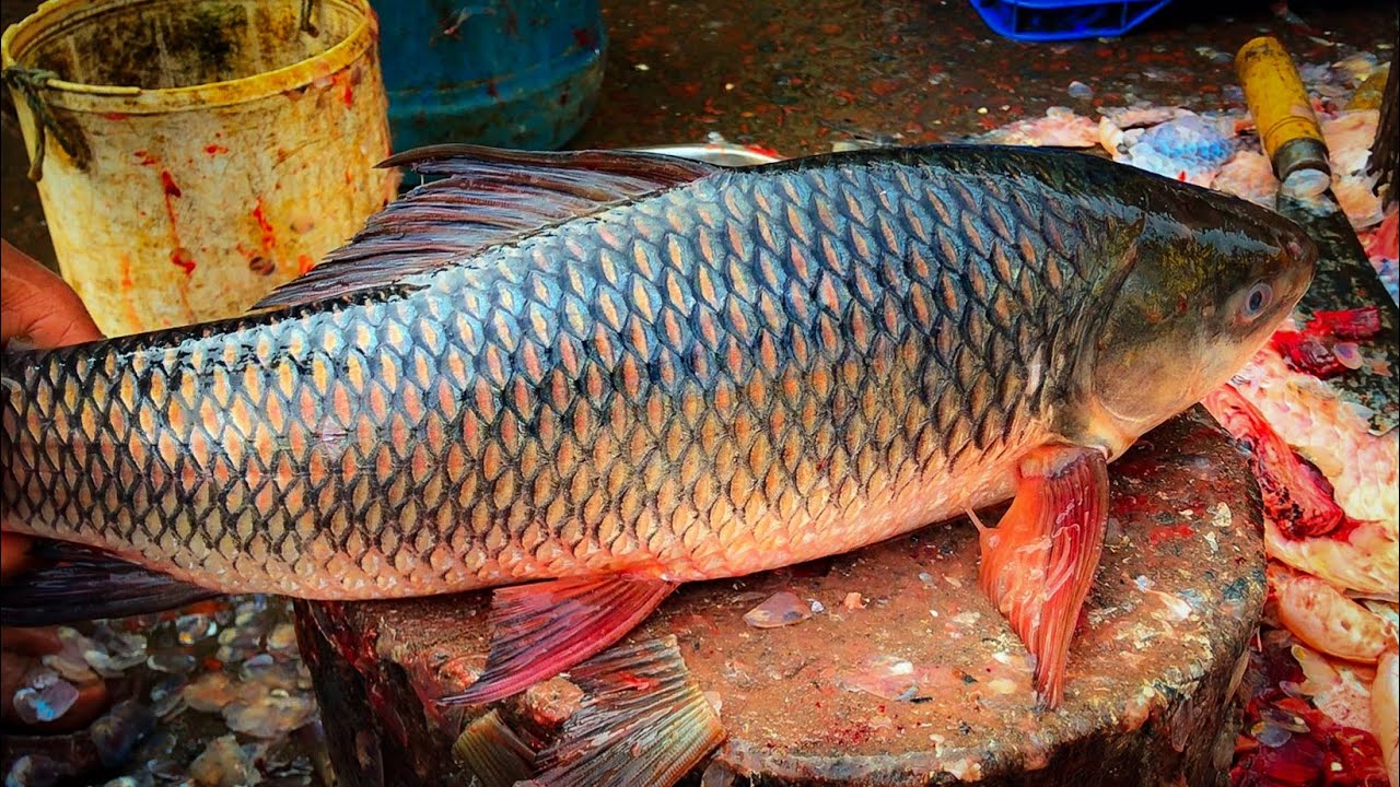 Pleasing Knife Skills Of Cutting Rohu Fish, Big Rui Fish Skinning And Chopping By Expert Fish Cutter