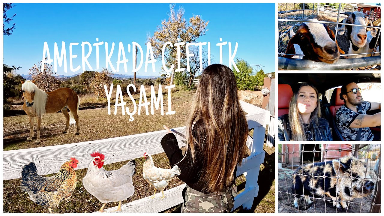 Amerika'da Çiftlik Hayatı Nedir? 10 Kişilik Amerikan Ailesinin Suburban Çiftlik Yaşamı