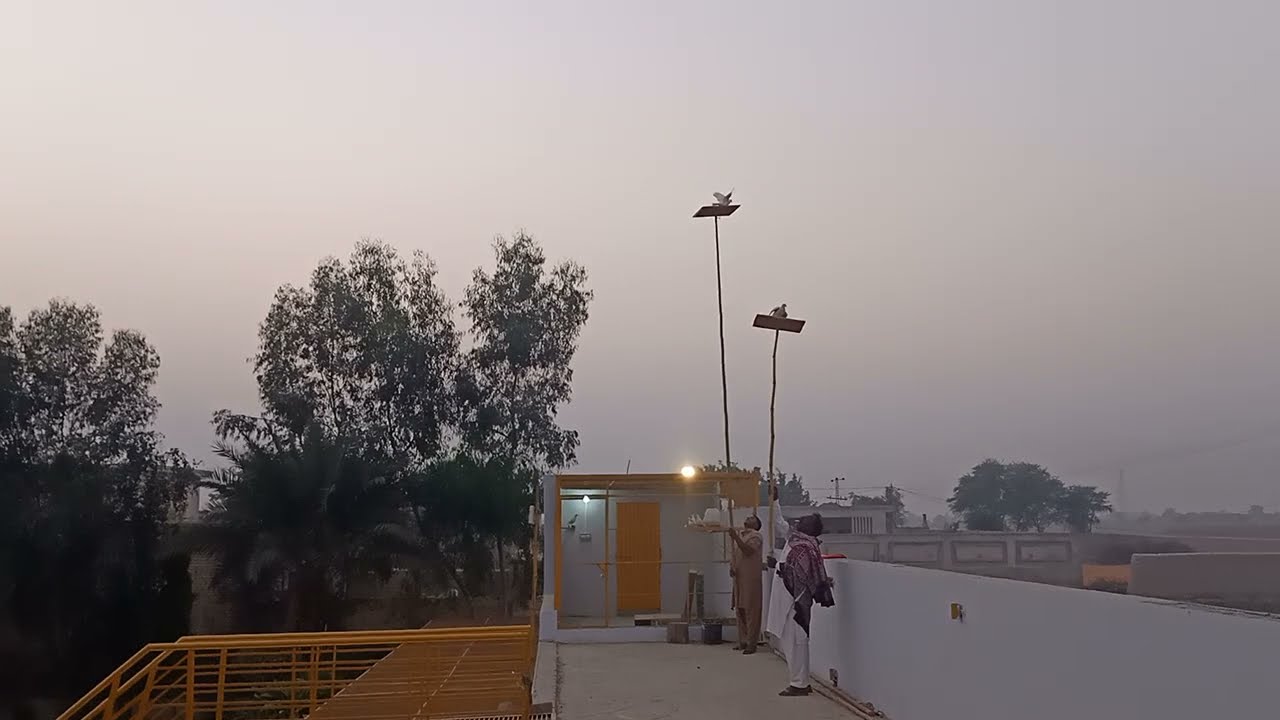 Baby Pigeons Training Landing at Night 25/11/2021 Part 2