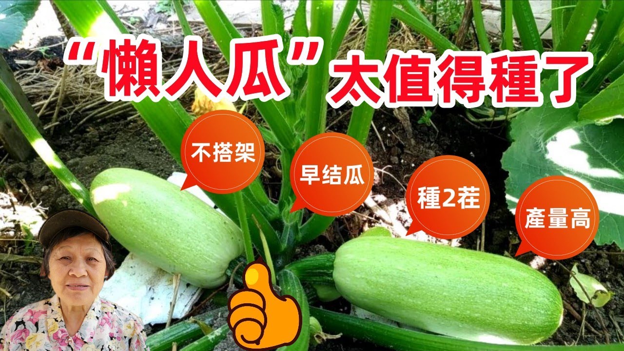 這“懶人瓜”太值得種，不搭架，早結瓜，每天有瓜收，可種2茬，西葫蘆這樣做太好吃了，鮮香美味How to Grow Zucchini