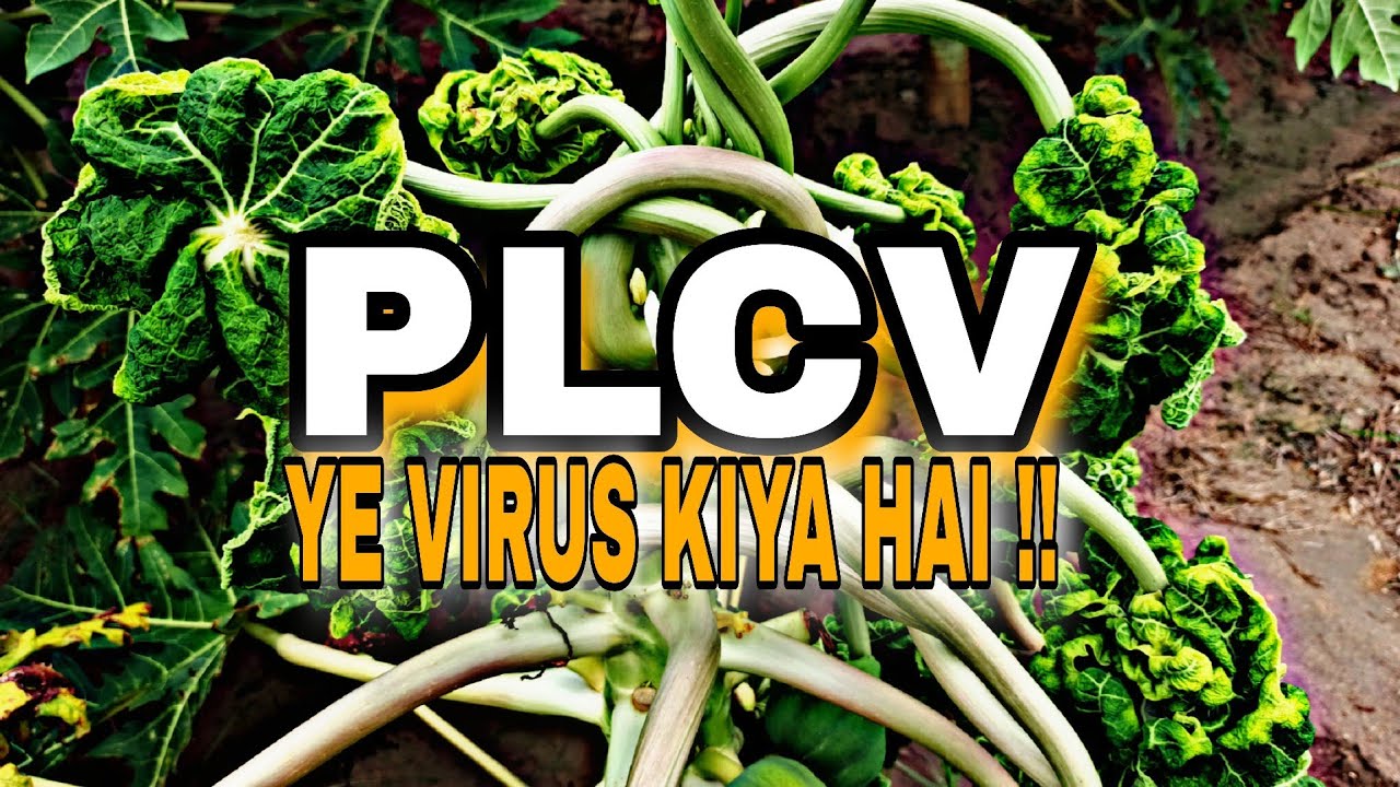 Papaya Leaf Curl Virus ka Ilaj || ye virus kiya hai !! Janne is video mai || 2025 @SubhanAgrivlogs 